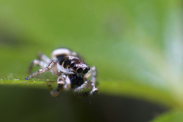 Jumping spider on a leaf