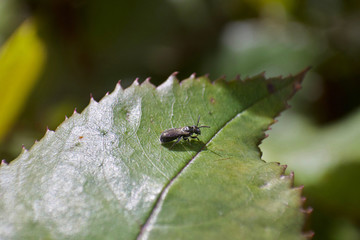 Small mason bee on leaf