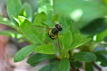 Hover fly on leaves 