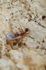 Ant with pupa on wood