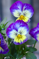 purple pansy flowers