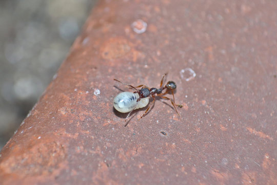 Ant With Pupa On Ceramic