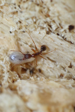 Ant With Pupa On Wood