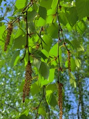 A branch of the blossoming birch in the spring in hanging inflorescences.