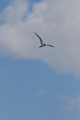 Common tern in flight