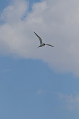 Fototapeta na wymiar Common tern in flight