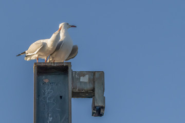 An Affectionate Seagull