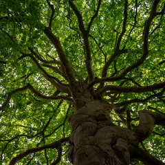 Fototapeta premium Mighty tree shot from below looking up to its beautiful branches and tree crown