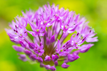 Purple Garden Flower