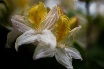 Yellow and White Petals