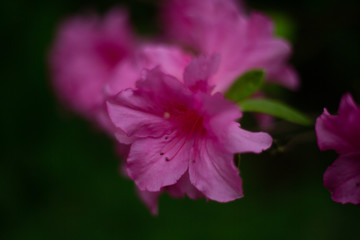 Fototapeta na wymiar Pink Garden Flower