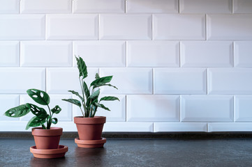 Plant in a terracotta pot,
simple background. With place for your text.