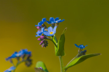 Myosotis sylvatica, the wood forget-me-not, woodland forget-me-not, small blue forest flowers,...