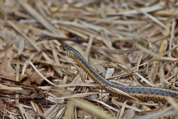 Garter snake