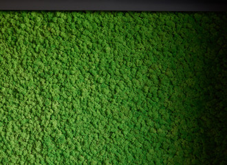 Natural texture of reindeer moss. Decorative green moss plant on the wall. Art background with copy space. Picture from organic material. Office style, interior design elements.