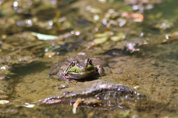 Frog in the pond