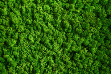 Natural texture of reindeer moss. Decorative green moss plant on the wall. Art background with copy...