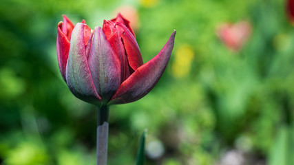 Red Tulip Bud on a blurred background.