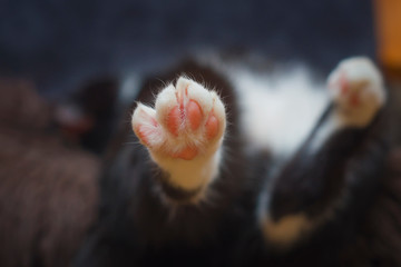 White cat's paw, with pink cushions, closeup, macro, pet's leg