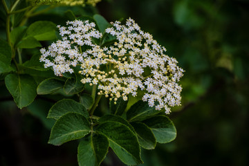 The Elderberry (Sambucus nigr.), Black elder, European elder, European black elderberry