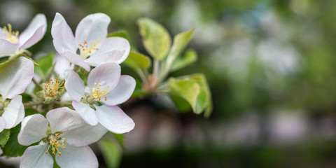 Naklejka na ściany i meble White Apple blossom on a blurry background.