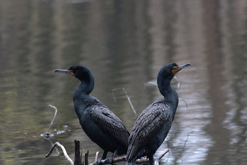 Two cormorants on a branch