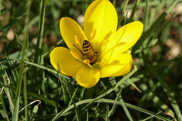 bee on yellow flower