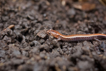 Red-backed salamander on ground