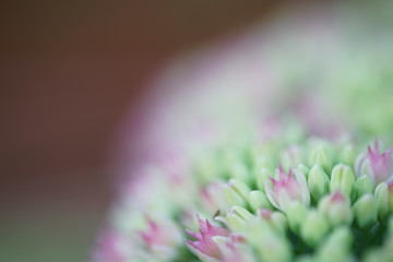 Obraz premium La escojo para mi enlace.