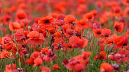 Obraz premium pole czerwonych maków