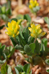 yellow flowers in the garden