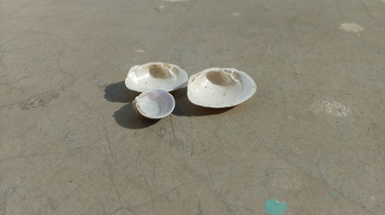 shell on the beach