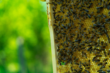 bees on a beehive