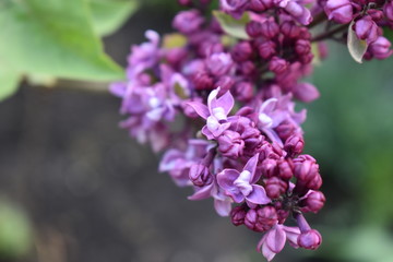 purple lilac flowers