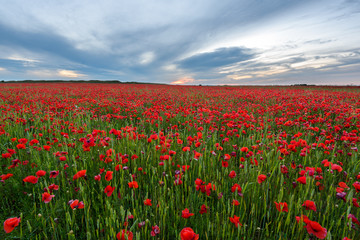 field of poppies at sunset