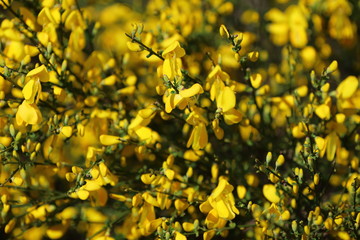 yellow flowers in the field