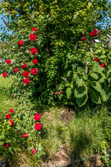 Rosenstock im Baum