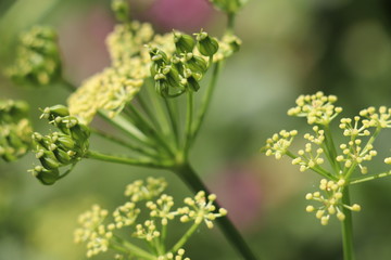 hogweed close up 