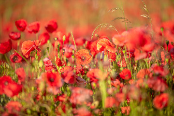 field of poppies