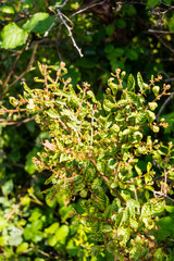 An unidenfied bush showing discolouration and deformaties associated with the use of glyphosate