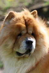 Obraz na płótnie Canvas an exceptional purebred dog, chow-chow