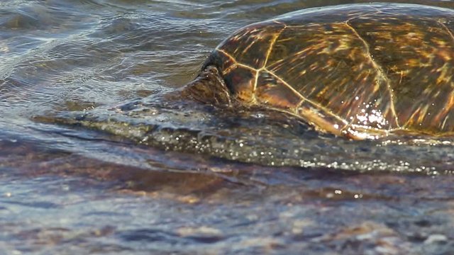 Green Sea Turtle close up. on the shore of Laniakea Beach also known as Turtle Beach on Oahu island, Hawaii, United States. Hawaiian Sea Turtle. Chelonia mydas species