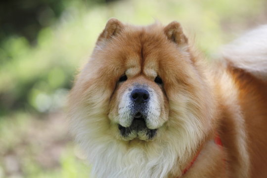 portrait of a dog, chow-chow