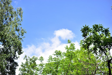 Obraz premium Green trees with flowers against a blue sky