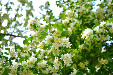 Green trees with flowers against a blue sky