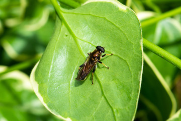 An orange belted  hoverfly Xylota segnis resting on a leaf of Euonymus-japonicus with its white edging