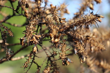 Burnt Gorse 