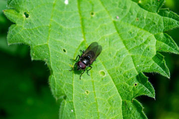 A hoverfly of the genus Platycheirus at rest on a stinging nettle leaf Urtica dioica