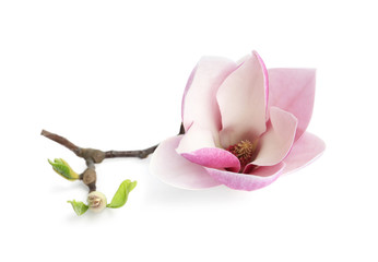 Fototapeta premium Branch with beautiful magnolia flower isolated on white. Spring blossom