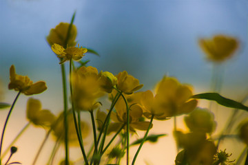 Obraz premium Wild yellow flowers, Ranunculus repens, the creeping buttercup, closeup, macro